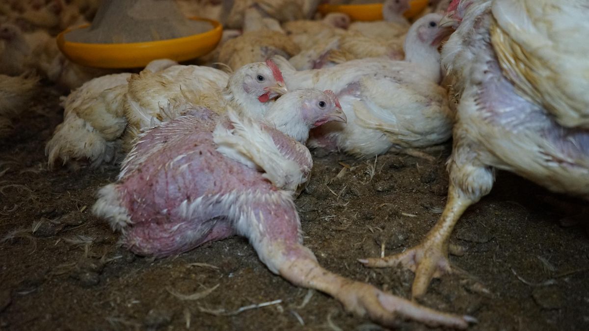 Nemocná kuřata s vykloubenýma nohama jsou realita, říká chovatel